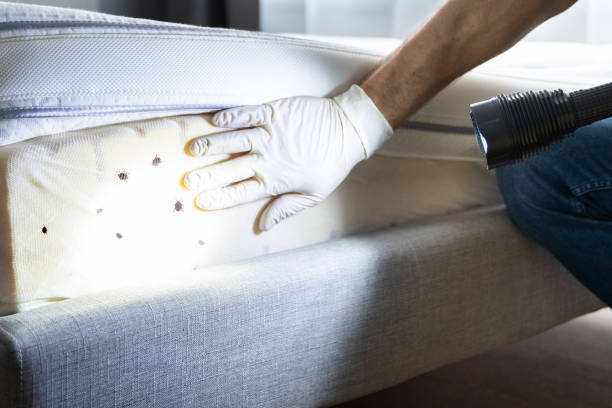Best Emergency Pest Control  in Arcola, VA