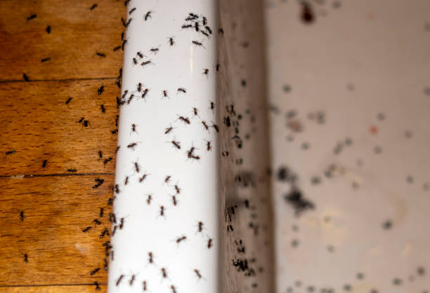 Best Pest Inspection Near Me  in Arcola, VA