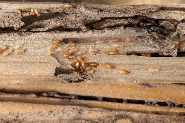 Best Pest Prevention Services  in Arcola, VA